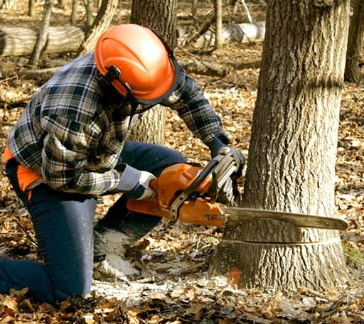 Tree Removal in Brickeys, AR
